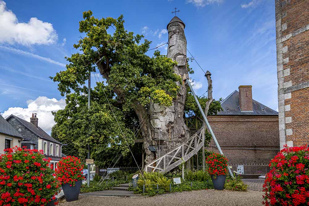 Le Chêne-Chapelle d'Allouville